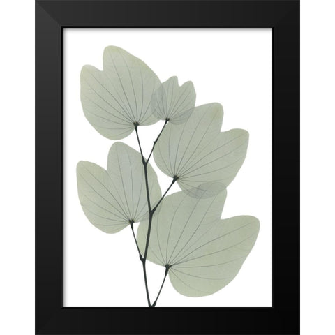 Orchid Tree Black Modern Wood Framed Art Print by Koetsier, Albert