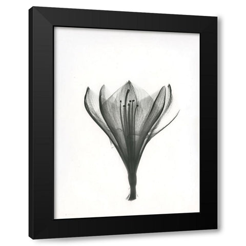 Tulip Black Modern Wood Framed Art Print with Double Matting by Koetsier, Albert