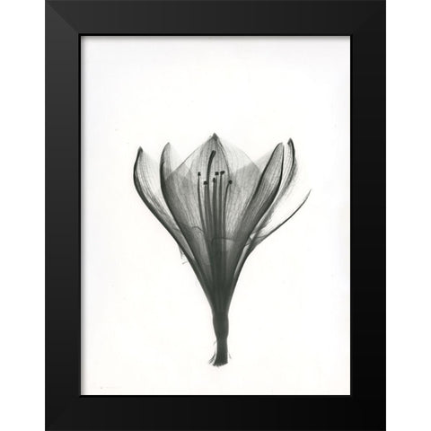 Tulip Black Modern Wood Framed Art Print by Koetsier, Albert