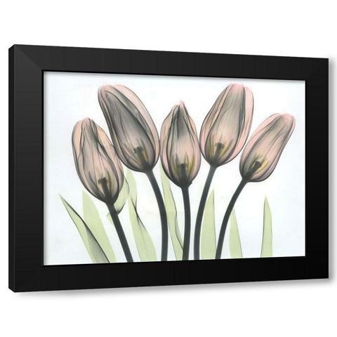 Tulips 2 Black Modern Wood Framed Art Print with Double Matting by Koetsier, Albert