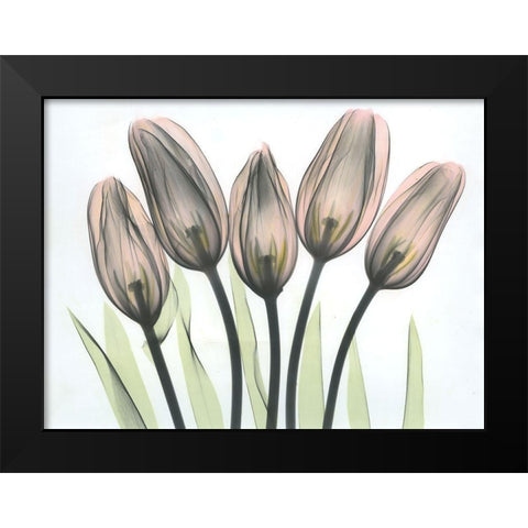 Tulips 2 Black Modern Wood Framed Art Print by Koetsier, Albert