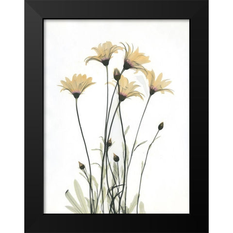 Wild Flowers Black Modern Wood Framed Art Print by Koetsier, Albert