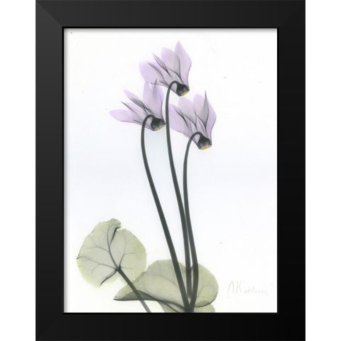 Cyclamen Black Modern Wood Framed Art Print by Koetsier, Albert