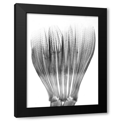 Tail Of Piranha Black Modern Wood Framed Art Print with Double Matting by Koetsier, Albert