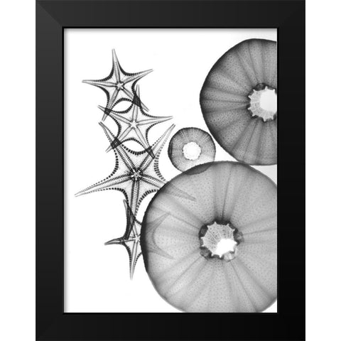 Universe Of Pythagoras Black Modern Wood Framed Art Print by Koetsier, Albert