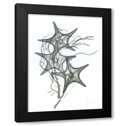 Starfish F134 Black Modern Wood Framed Art Print with Double Matting by Koetsier, Albert