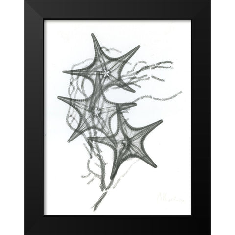 Starfish F134 Black Modern Wood Framed Art Print by Koetsier, Albert