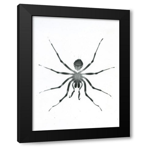 Our Friendly Tarantula Black Modern Wood Framed Art Print with Double Matting by Koetsier, Albert