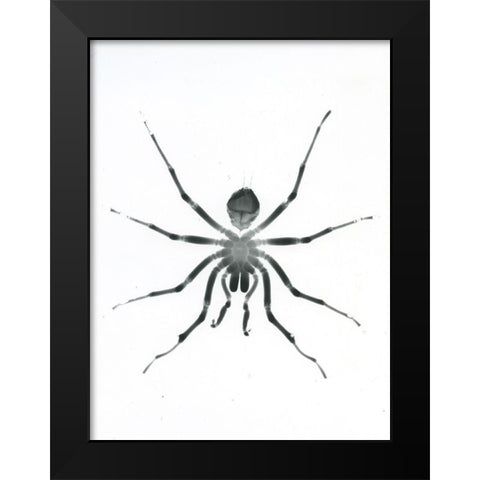 Our Friendly Tarantula Black Modern Wood Framed Art Print by Koetsier, Albert