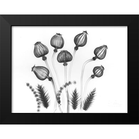 Seed Gods Black Modern Wood Framed Art Print by Koetsier, Albert