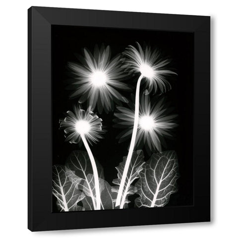 Shinning Florals Black Modern Wood Framed Art Print with Double Matting by Koetsier, Albert