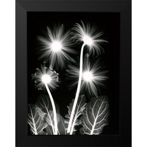 Shinning Florals Black Modern Wood Framed Art Print by Koetsier, Albert