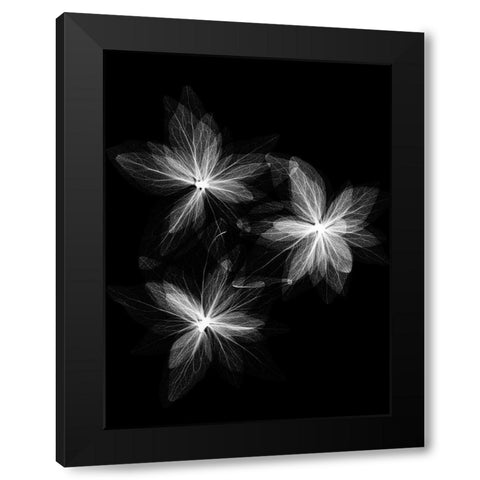 Spring Trio Black Modern Wood Framed Art Print with Double Matting by Koetsier, Albert