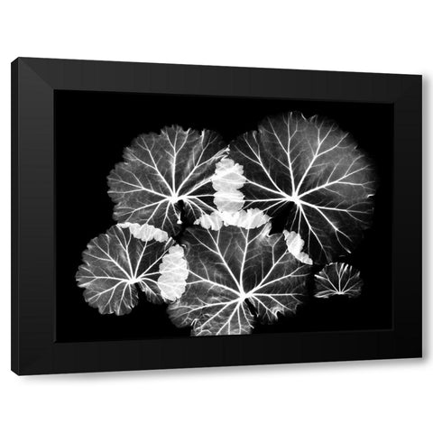 Blooming Celebration 1 Black Modern Wood Framed Art Print by Koetsier, Albert