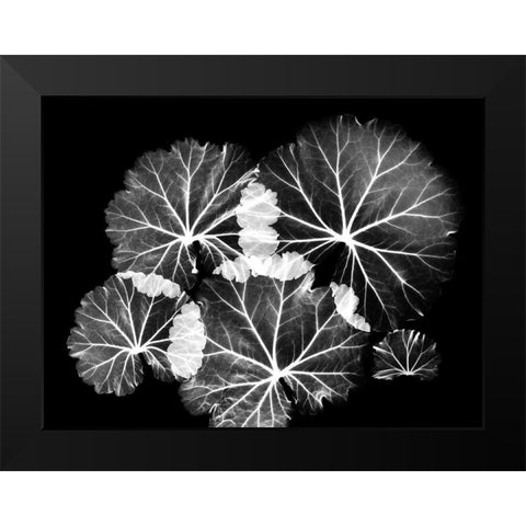 Blooming Celebration 1 Black Modern Wood Framed Art Print by Koetsier, Albert