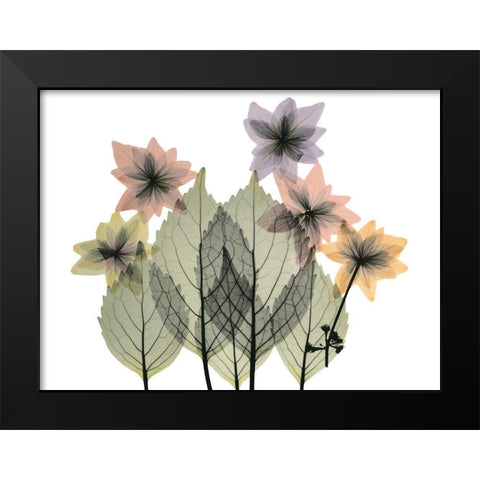 Hiding Lovelies Black Modern Wood Framed Art Print by Koetsier, Albert