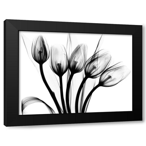 Marching Tulips Black Modern Wood Framed Art Print with Double Matting by Koetsier, Albert