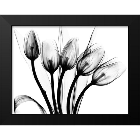 Marching Tulips Black Modern Wood Framed Art Print by Koetsier, Albert