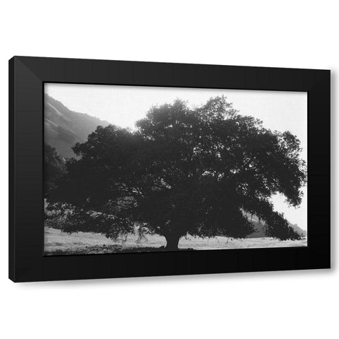 Bush Breeze Black Modern Wood Framed Art Print with Double Matting by Koetsier, Albert