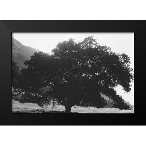 Bush Breeze Black Modern Wood Framed Art Print by Koetsier, Albert