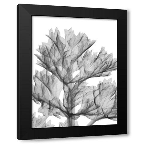 Romaine Delight Black Modern Wood Framed Art Print with Double Matting by Koetsier, Albert