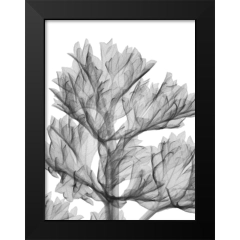 Romaine Delight Black Modern Wood Framed Art Print by Koetsier, Albert