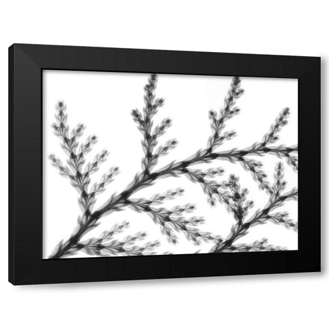 Natural Reach Black Modern Wood Framed Art Print by Koetsier, Albert