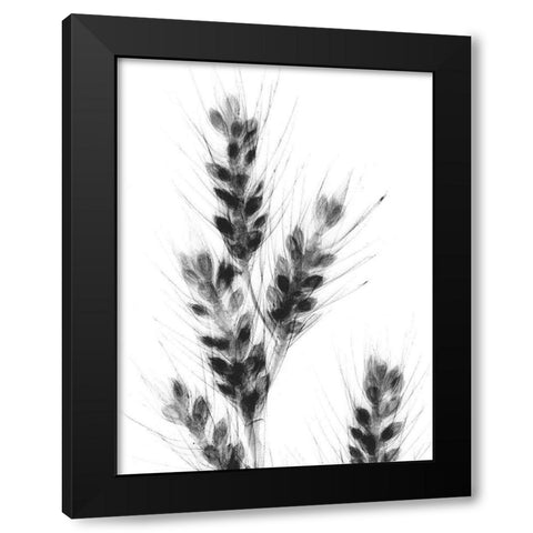 Bunches Of Oats Black Modern Wood Framed Art Print with Double Matting by Koetsier, Albert