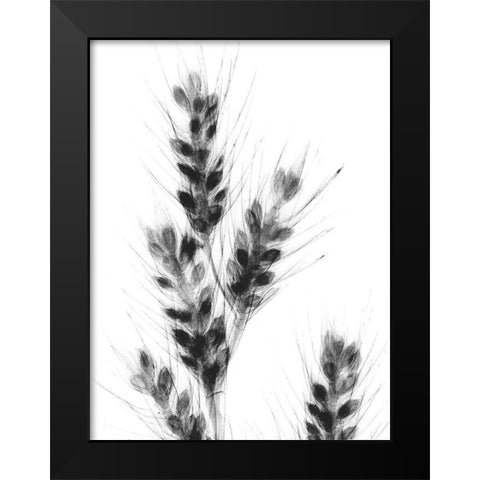 Bunches Of Oats Black Modern Wood Framed Art Print by Koetsier, Albert