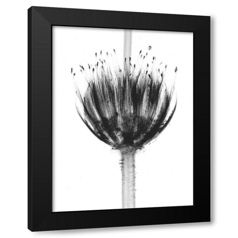 Botanical Crown Black Modern Wood Framed Art Print by Koetsier, Albert