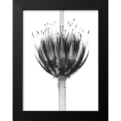 Botanical Crown Black Modern Wood Framed Art Print by Koetsier, Albert