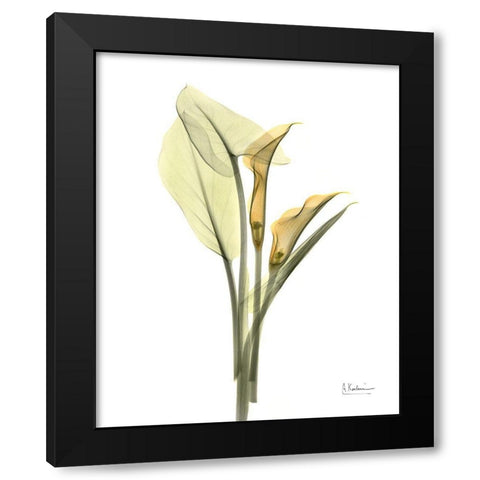 Orange Flowers Calla Lily Black Modern Wood Framed Art Print by Koetsier, Albert