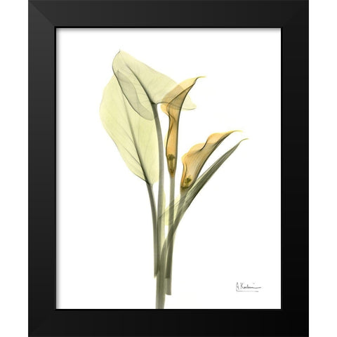 Orange Flowers Calla Lily Black Modern Wood Framed Art Print by Koetsier, Albert