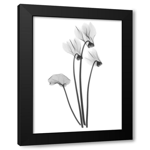 Cyclamen Black Modern Wood Framed Art Print with Double Matting by Koetsier, Albert