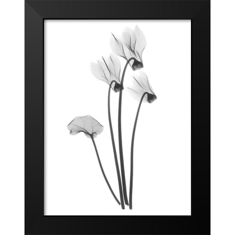 Cyclamen Black Modern Wood Framed Art Print by Koetsier, Albert