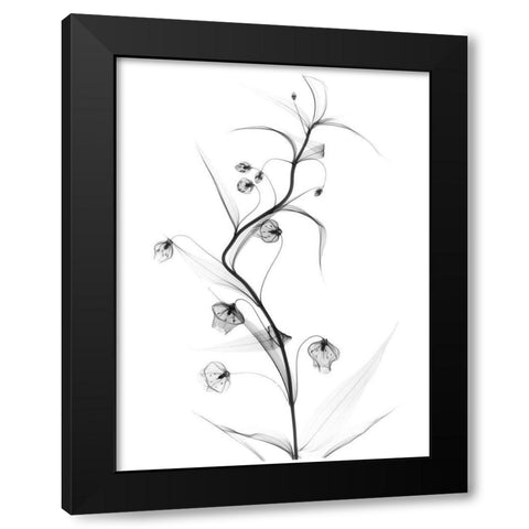 White Globe Lily Black Modern Wood Framed Art Print with Double Matting by Koetsier, Albert