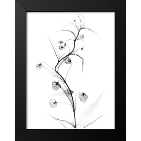 White Globe Lily Black Modern Wood Framed Art Print by Koetsier, Albert