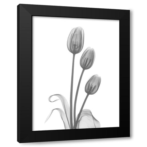 Tulip Black Modern Wood Framed Art Print with Double Matting by Koetsier, Albert