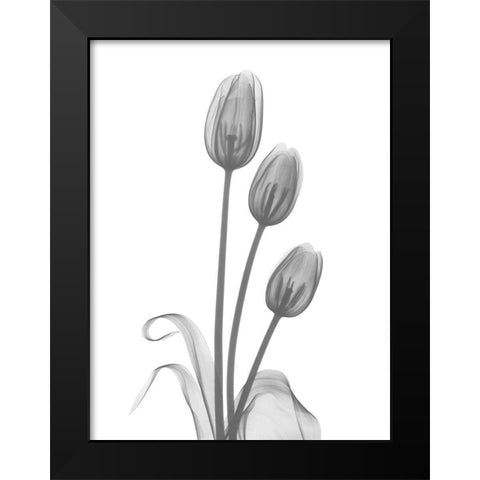 Tulip Black Modern Wood Framed Art Print by Koetsier, Albert