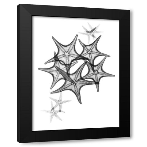 Starfish Black Modern Wood Framed Art Print by Koetsier, Albert