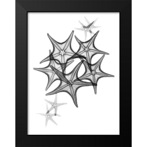 Starfish Black Modern Wood Framed Art Print by Koetsier, Albert