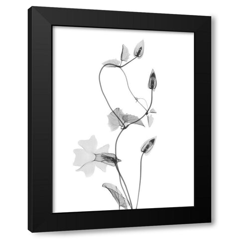 Disticta Black Modern Wood Framed Art Print with Double Matting by Koetsier, Albert