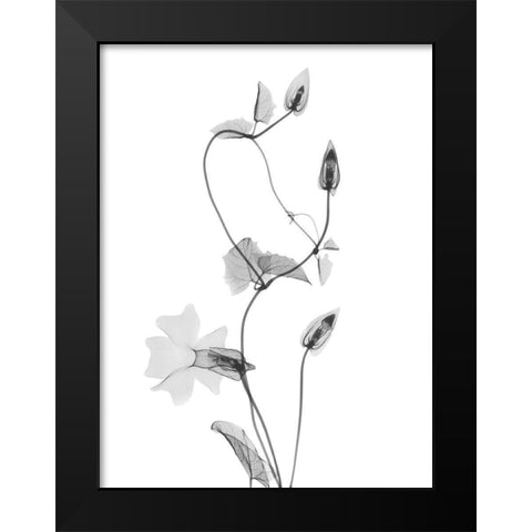 Disticta Black Modern Wood Framed Art Print by Koetsier, Albert