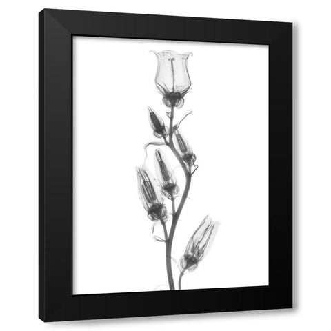 Canterbury Bell Black Modern Wood Framed Art Print with Double Matting by Koetsier, Albert