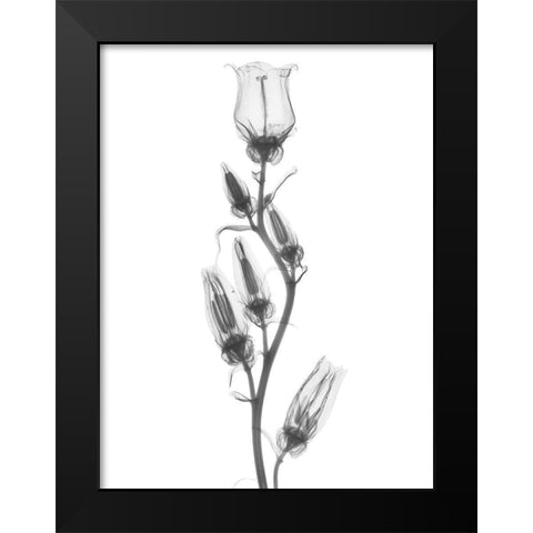 Canterbury Bell Black Modern Wood Framed Art Print by Koetsier, Albert