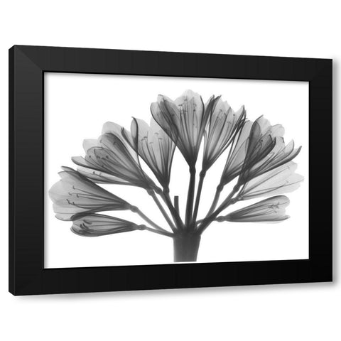 Lily Of The Nile Black Modern Wood Framed Art Print with Double Matting by Koetsier, Albert