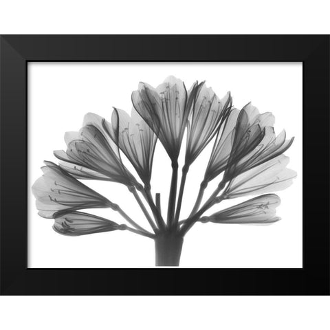 Lily Of The Nile Black Modern Wood Framed Art Print by Koetsier, Albert