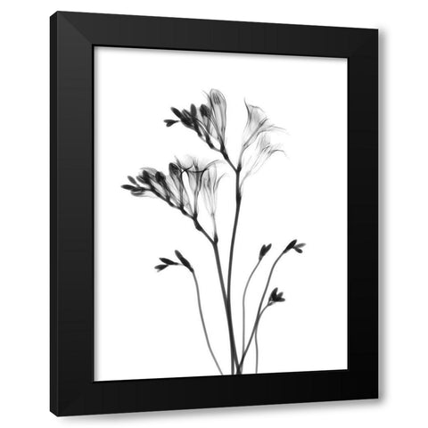 Freesia Black Modern Wood Framed Art Print with Double Matting by Koetsier, Albert