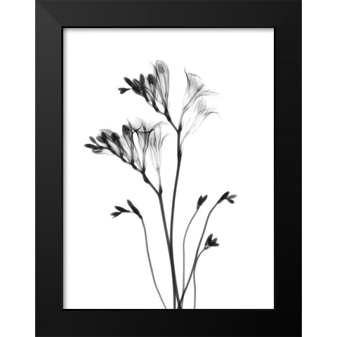 Freesia Black Modern Wood Framed Art Print by Koetsier, Albert