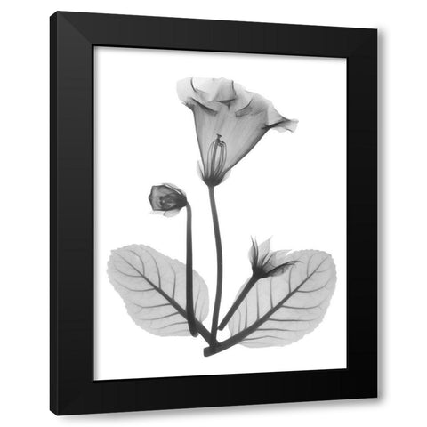 Gloxinia Black Modern Wood Framed Art Print with Double Matting by Koetsier, Albert